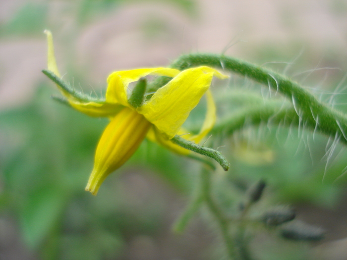 Tomato Idyll, flower (2010, June 24)