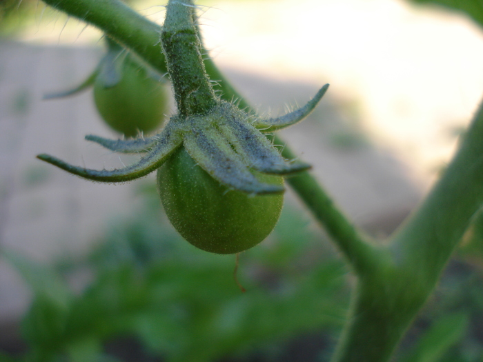 Tomato Idyll (2010, July 05)