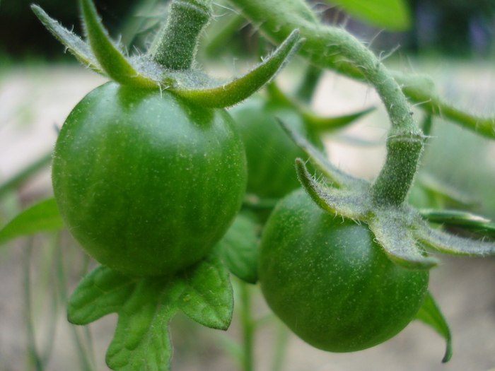 Tomato Idyll (2010, July 10)