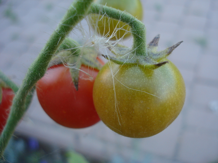 Tomato Idyll (2010, August 24)