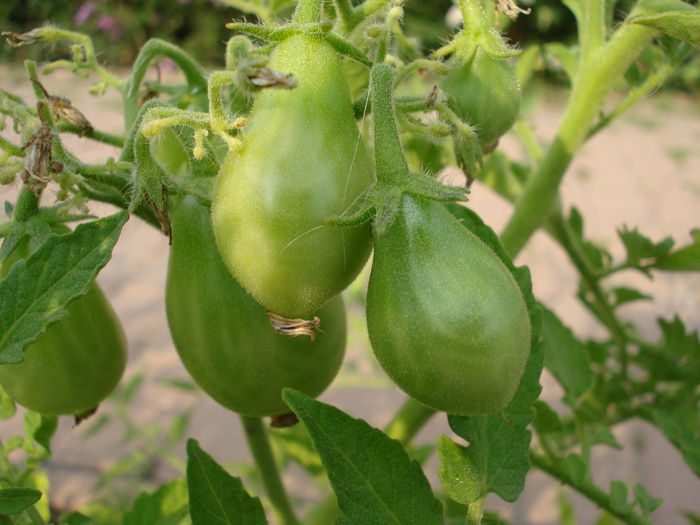 Tomato Ildi (2010, August 08) - Tomato Ildi