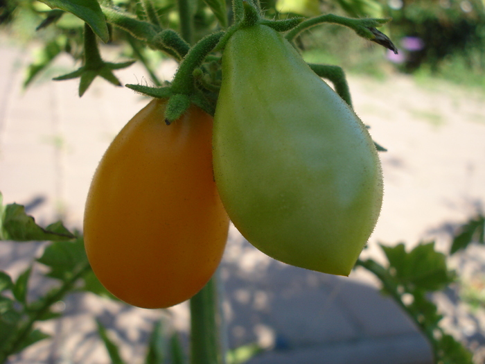 Tomato Ildi (2010, August 24)