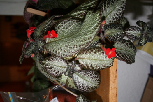 episcia1