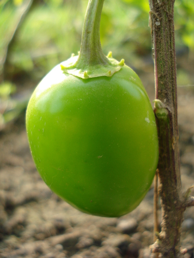 Jalapeno Pepper (2010, August 08)