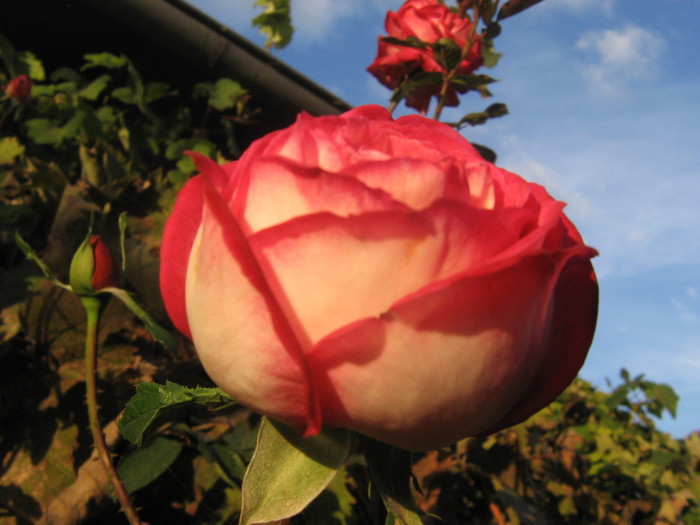 Hendel - FLORI 2010