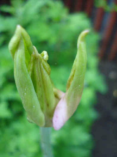 Tulip_Lalea (2010, May 10) - 05 Garden in May