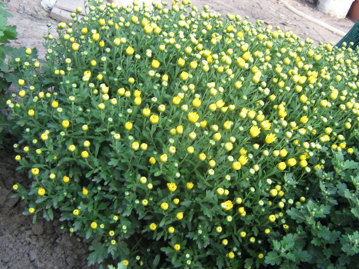 22 septembrie 126 - FLORI 2010