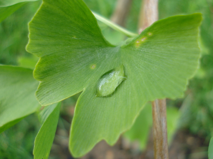 Rain drop (2010, May 22)