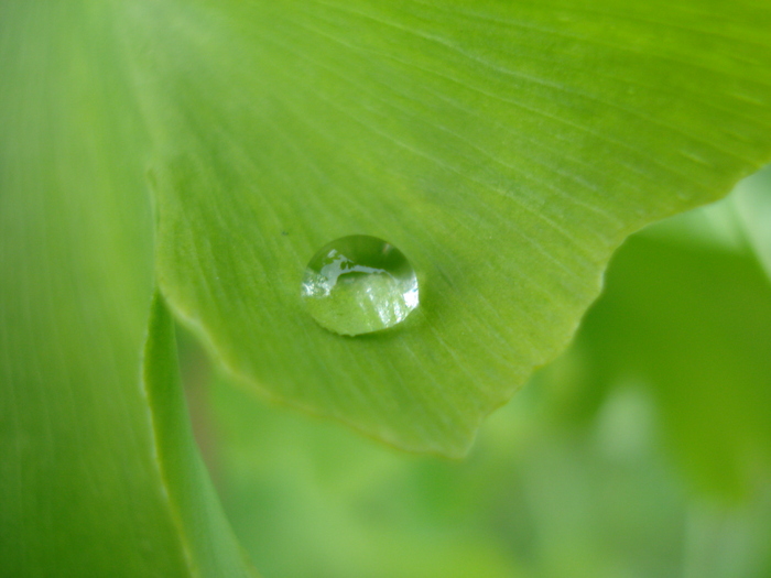 Rain drop (2010, May 22) - 05 Garden in May