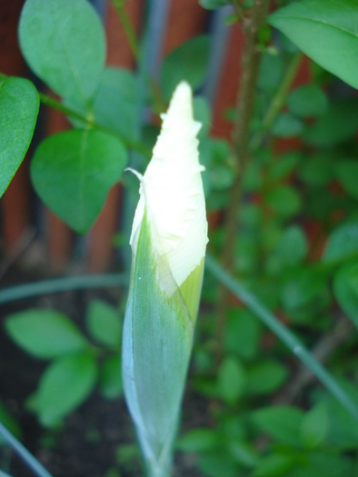 White iris (2010, May 25)