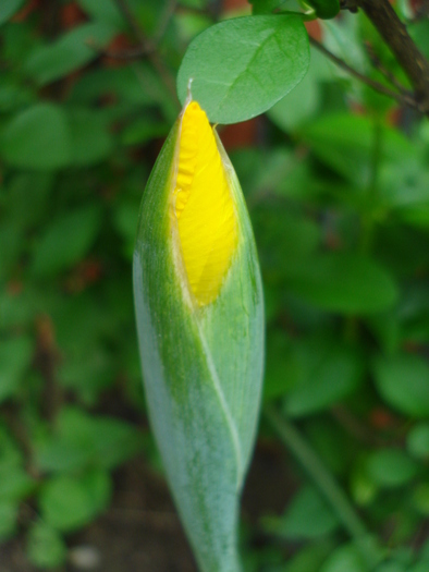 Yellow iris (2010, May 23)