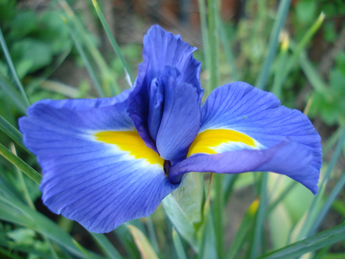 Blue iris (2010, May 28)