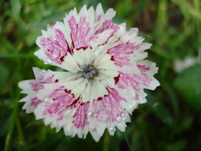 Dianthus chinensis (2010, June 20) - Dianthus Chinensis