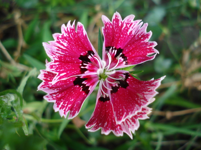Dianthus chinensis (2010, August 07) - Dianthus Chinensis