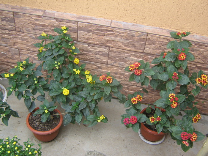 22 septembrie 087 - lantana