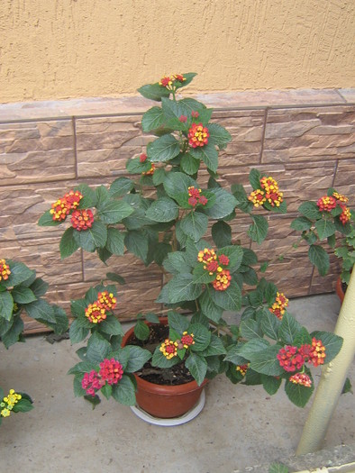 22 septembrie 088 - lantana