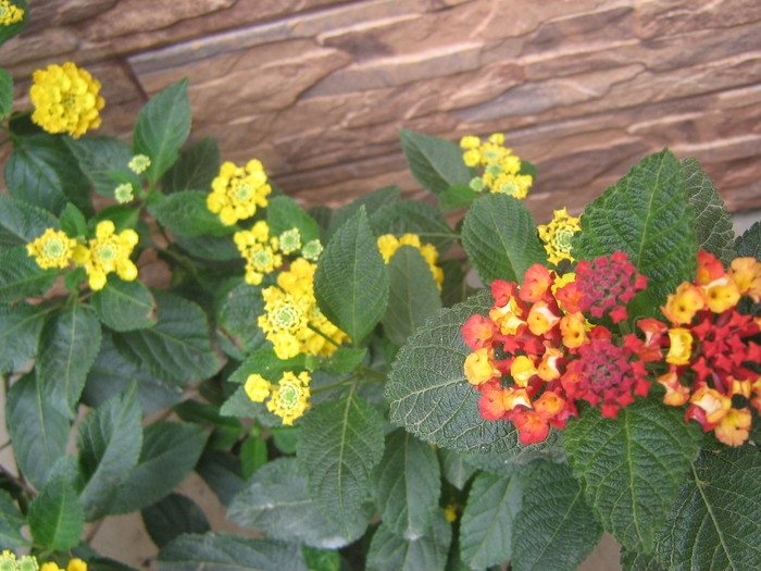 22 septembrie 091 - lantana