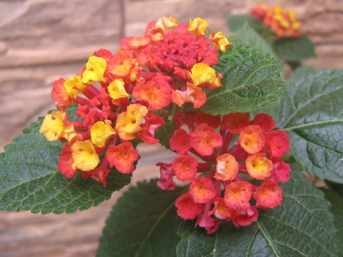 22 septembrie 090 - lantana