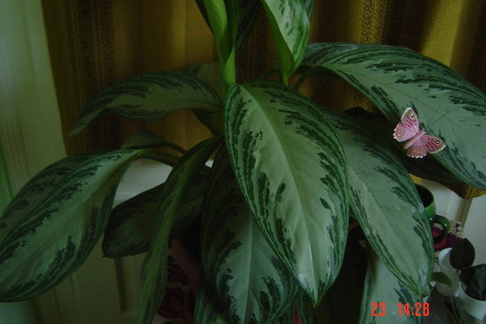 Picture 437 - ALBUM NOU cu florile mele de camera in toamna lui 2010