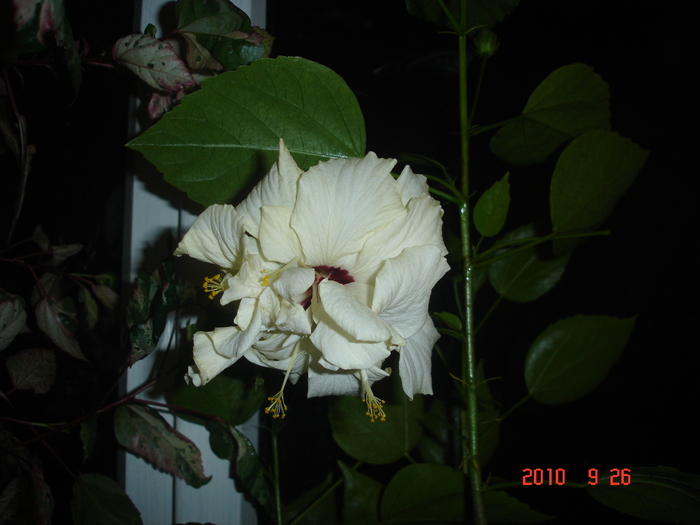 DSC09424 - hibiscus 2010