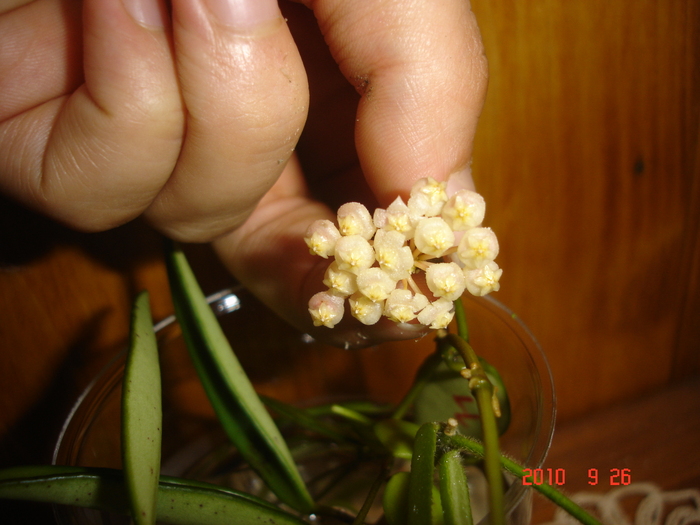 DSC09427 - X Hoya Lacunosa pierduta