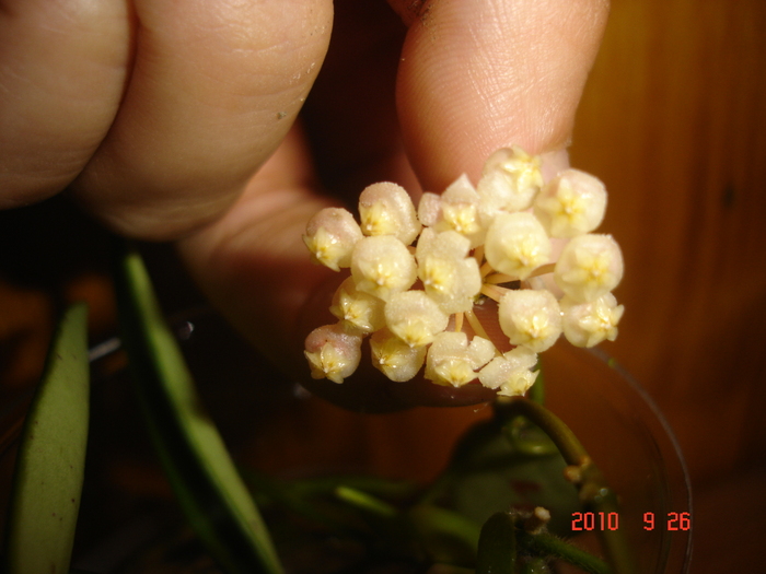 DSC09428 - X Hoya Lacunosa pierduta