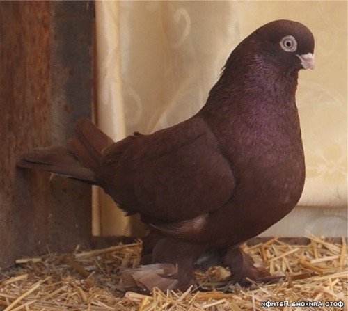 m 1 - jucatori de edinet