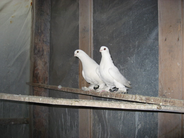 82f-m - jucatori de edinet