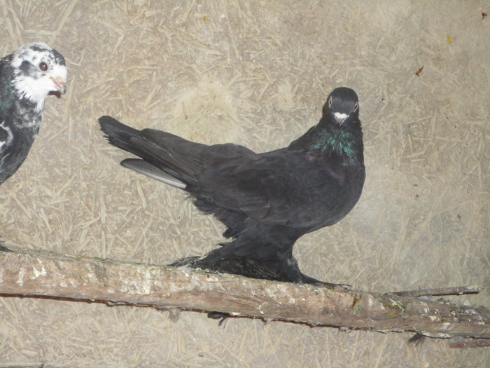 black 2 m - jucatori de edinet