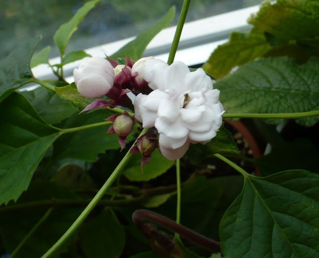27 sep 2010 - Clerodendron 2010