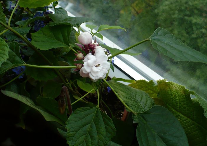 P1300377 - Clerodendron 2010