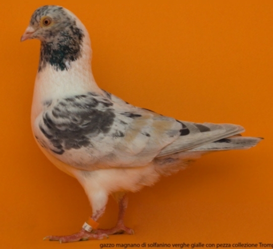 alb-spate sulfat - TRIGANINI