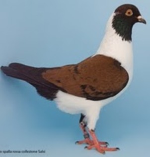 alb spate ros-negru(nero) - TRIGANINI