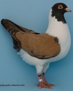 alb-piatra inchisa(Pietrascura) - TRIGANINI