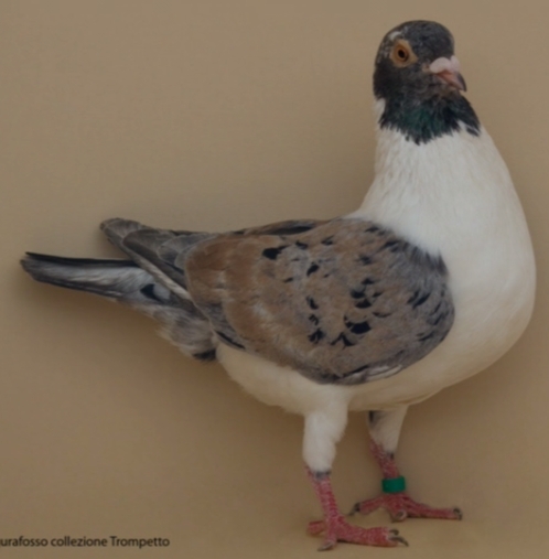 gurafosso - TRIGANINI