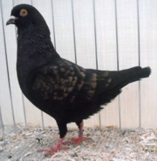 negru-creat de preot