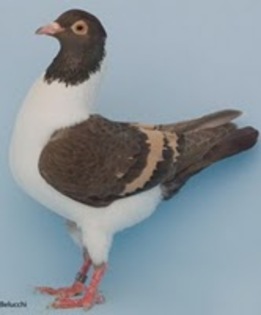 piatra inchisa dungi galbene