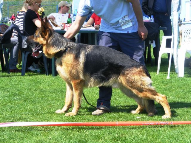 Argus vd baland - CANISA BALAND ciobanesc german