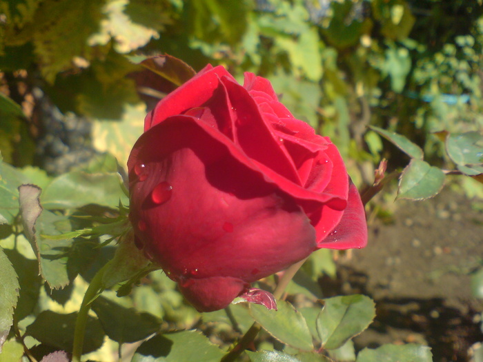 DSC07335