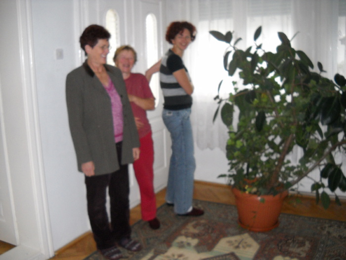 flori, pur si simplu - FLORI DIVERSE
