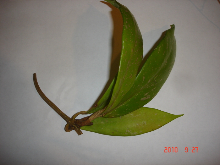 27.09 la inradacinat - Hoya pubicalyx RHP