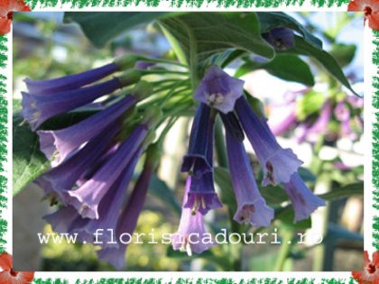Iochroma_cyanea_678