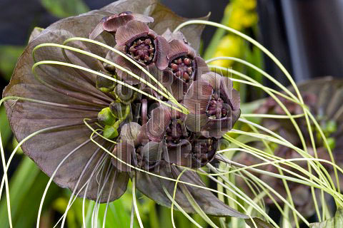 JLY2985_TACCA_AAMEYRI