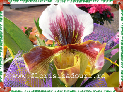 Paphiopedilum_777 - imagini preluate