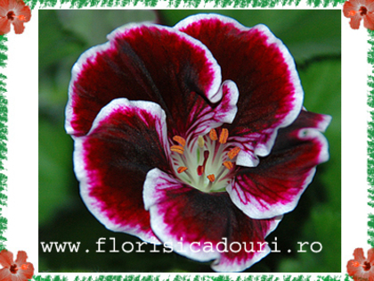 Pelargonium_x_hybridum_487