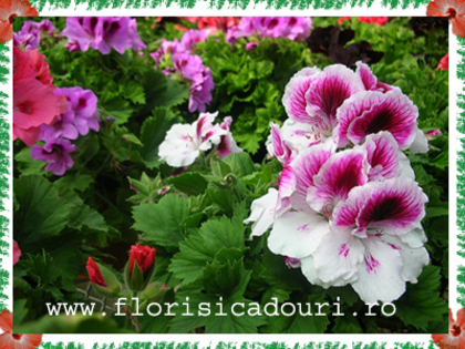 Pelargonium_x_hybridum_488