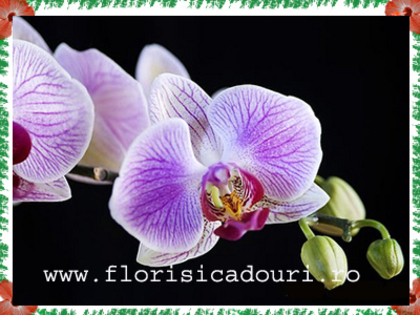 Phalaenopsis_782 - imagini preluate