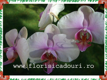 Phalaenopsis_785