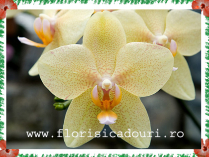 Phalaenopsis_786