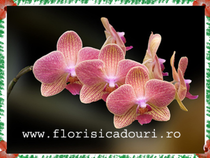 Phalaenopsis_787